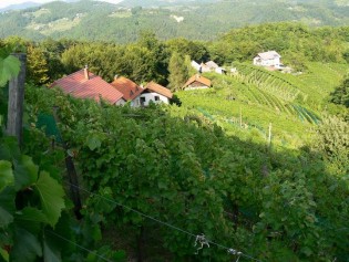 Zidanice in vinogradi